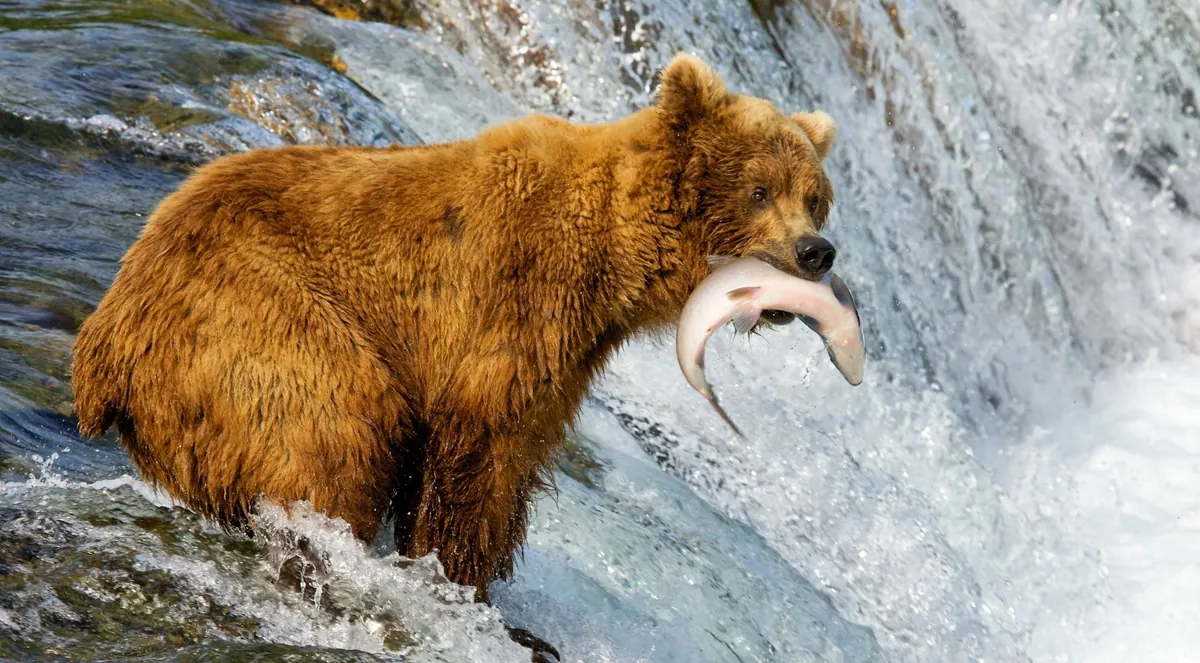 A brown bear catching a salmon in a rushing river