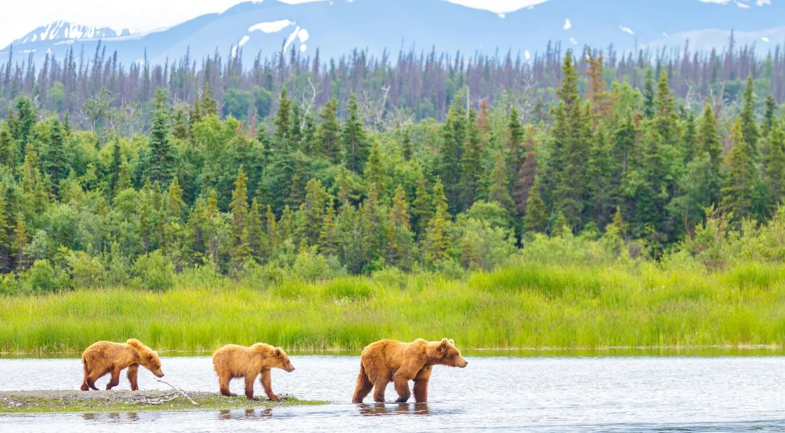 Brown bears crossing shallow water in front of forest and mountains