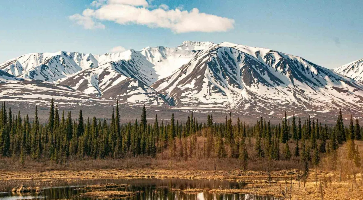 Snow-capped Kenai mountains above spruce forest in early spring