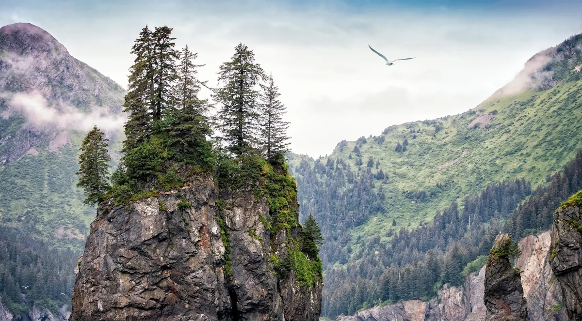 Sea cliffs with a seabird in flight over green mountains